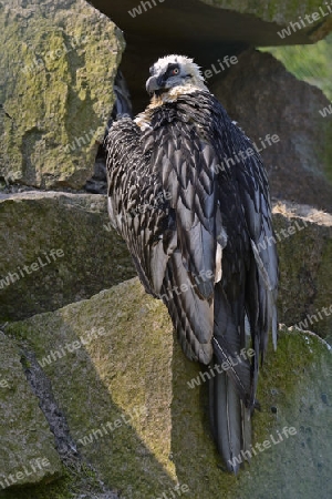 Bartgeier (Gypaetus barbatus), Altvogel,  Europa