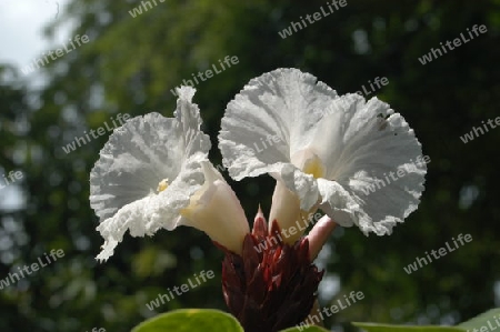 Kostwurz - Costus speciosus