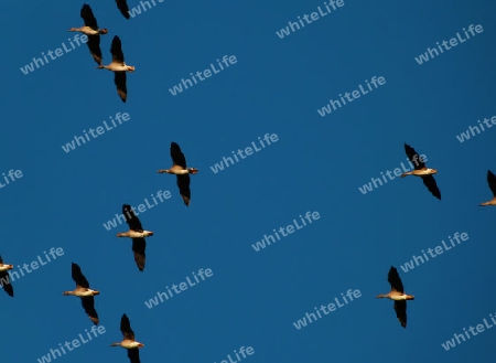 Some flying wild geese under a blue sky - Ein paar Wildg?nse unter blauem Himmel