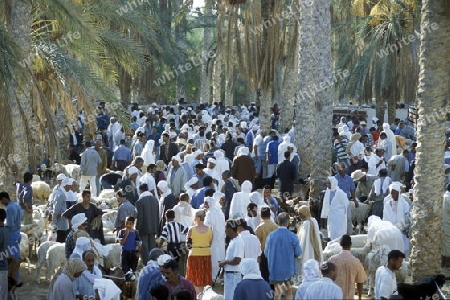 Afrika, Tunesien, Douz
Der traditionelle Donnerstag Markt in der Dattel Plantage in der Oase Douz im sueden von Tunesien. (URS FLUEELER)






