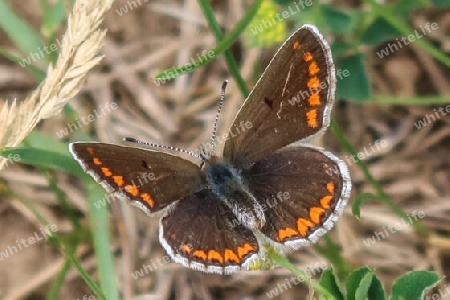 Kleiner Sonnenröschen-Bläuling, dorsal,Northern brown argus, dorsal