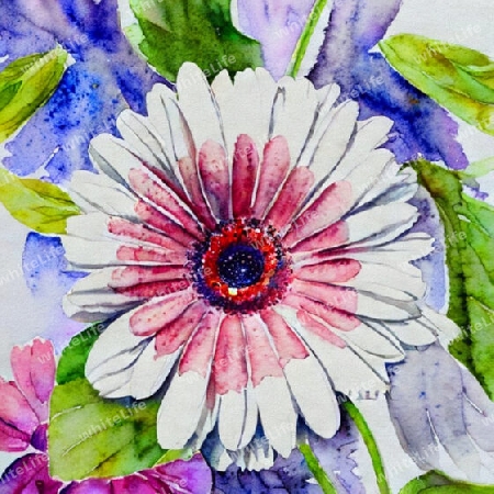 gerbera