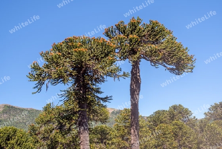 Die Araukarien (Araucaria) 