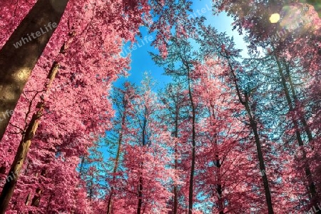 Beautiful pink and purple infrared panorama of a countryside landscape with a blue sky.