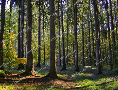 Wald im Herbst