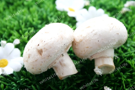 Champignons