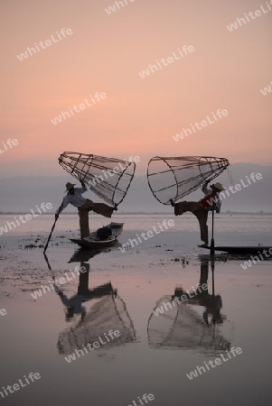 Fishermen at sunrise in the Landscape on the Inle Lake in the Shan State in the east of Myanmar in Southeastasia.