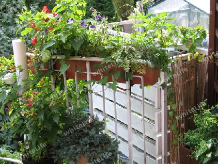 Balkon mit Pflanzen