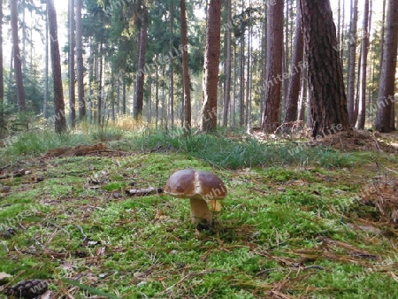 Pilz im Wald