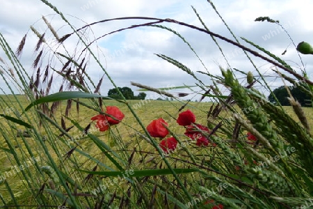 Farben des Sommers