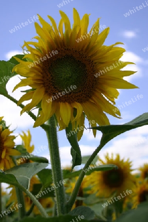 Sonnenblumen