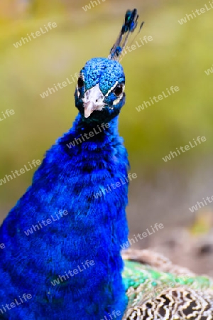 Blauer Pfau Kopf