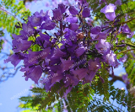 Jacaranda - Jacaranda mimosifolia