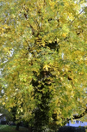 009_Goldener Baum