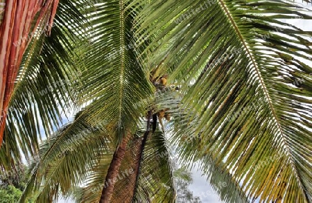 Beautiful palm trees at the beach on the tropical paradise islands Seychelles