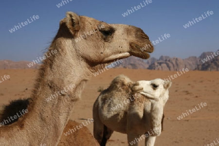 The Landscape of the Wadi Rum Desert in Jordan in the middle east.