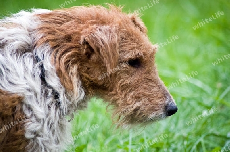 Foxterrier