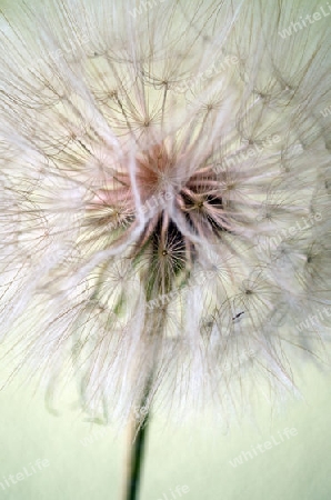 filigrane Wiesenbocksbart "Pusteblume