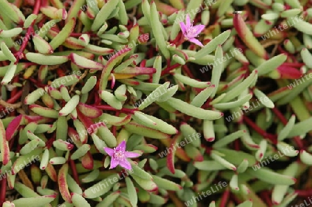 Mittagsblume - Lampranthus