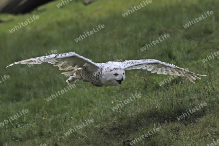 Schnee-Eule (Bubo scandiacus, Nyctea scandiaca ) im Flug