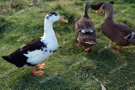 Der Nordwesten Islands, Enten auf dem Hof Bjarnah?fn im Norden der Halbinsel Sn?fellsnes