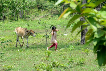 A Field near the Lake Village Kompong Pluk at the Lake Tonle Sap near the City of Siem Riep in the west of Cambodia.