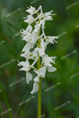 wei?er Hohler Lerchensporn, Corydalis cava