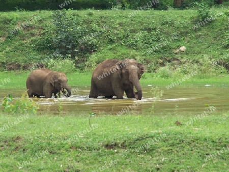 bathing elephants