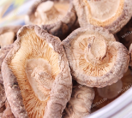 Shiitake Pilze