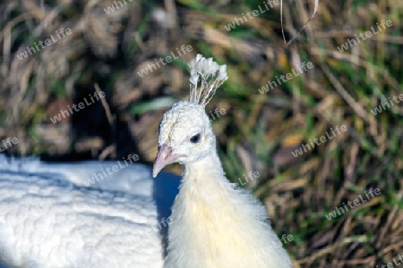 pfau