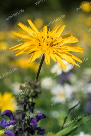 Bacht volle Blume