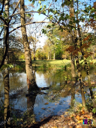 Baum im Wasser