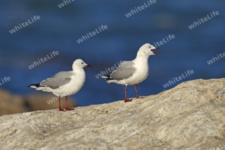 Hartlaubm?we (Chroicocephalus hartlaubii, Larus hartlaubii) Bird Island, Lamberts Bay, West Kap Western Cape, S?dafrika, Afrika