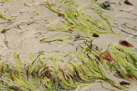 Strand an der Ostsee mit Algen