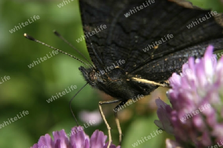 Schmetterling