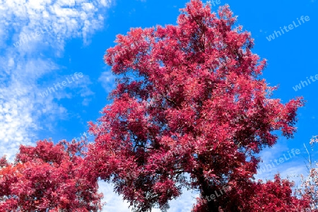 Beautiful pink and purple infrared panorama of a countryside landscape with a blue sky.