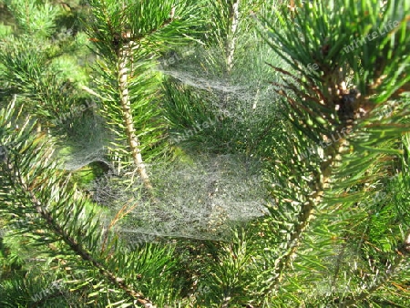 Altweibersommer im Wald