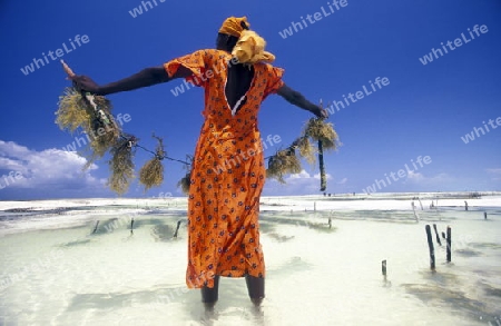 Eine Frau arbeitet auf ihrer Seegras Plantage an der Ostkuester der Insel Zanzibar oestlich von Tansania im Indischen Ozean.