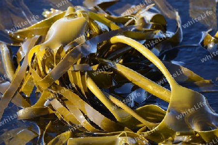 Riesentang (Macrocystis pyrifera), Kelp, Bird Island, West Kap, Western Cape, S?dafrika, Afrika