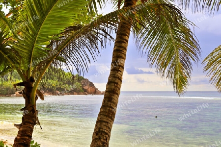 Beautiful palm trees at the beach on the tropical paradise islands Seychelles