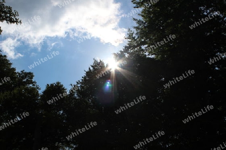 Sonnenstrahl im Wald