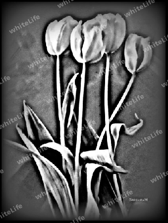 Four Tulips