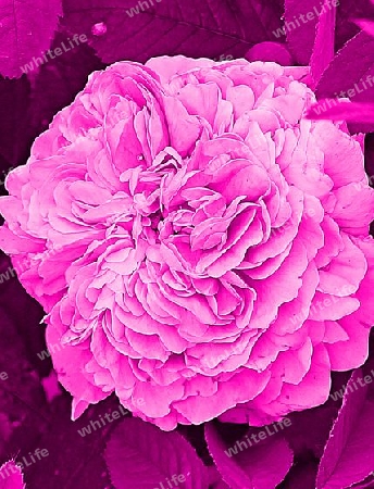 Pinke Rose