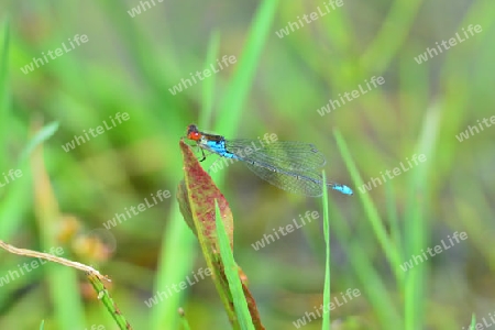 Kleines Granatauge M?nnchen (Erythromma viridulum)