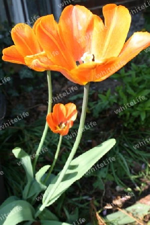 Tulpe orange