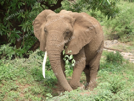 frontal Elephant at feed in Tanzania (Africa)