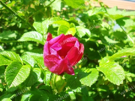 Pink Flower