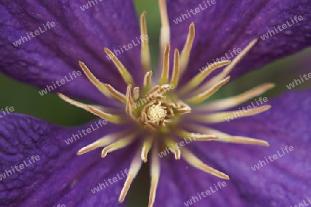 Clematis