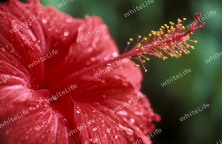 Blumen auf auf Insel Mahe auf den Seychellen Inseln mit dem Meer des Indische Ozean. 