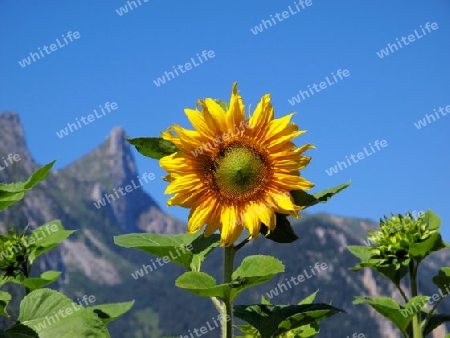 Sonnenblume